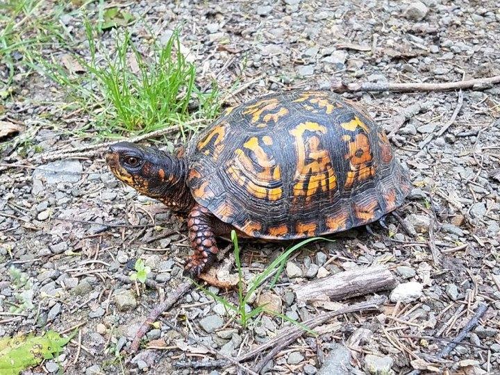 Box turtles follow the rules, and so should you