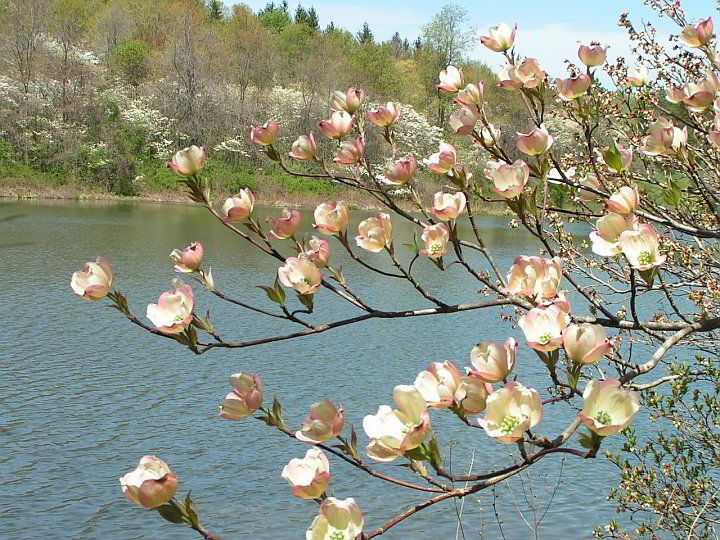 dogwood in bloom, overlooking Lake Heron