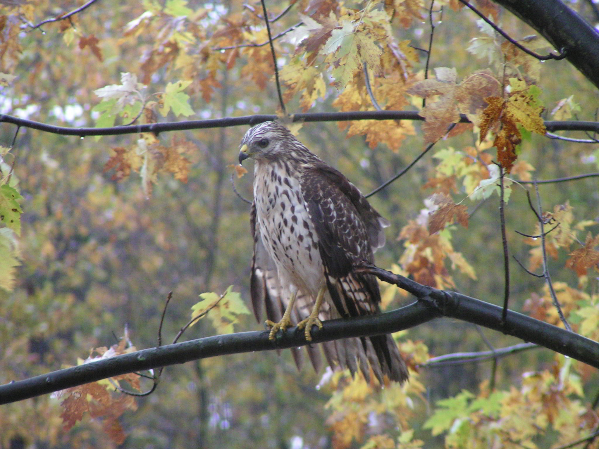 hawk resting on a branch in a rainstorm