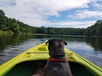 doggy paddling