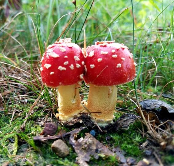 red-capped mushroom